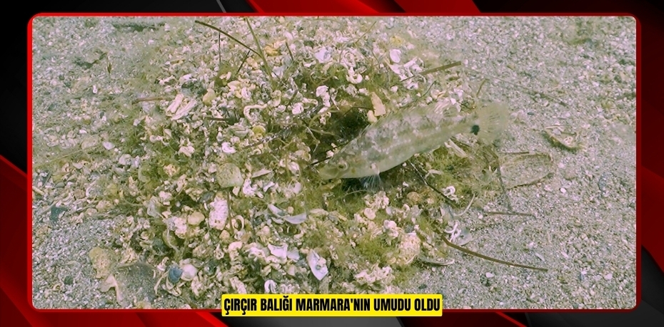 Çırçır balığı Marmara'nın umudu oldu