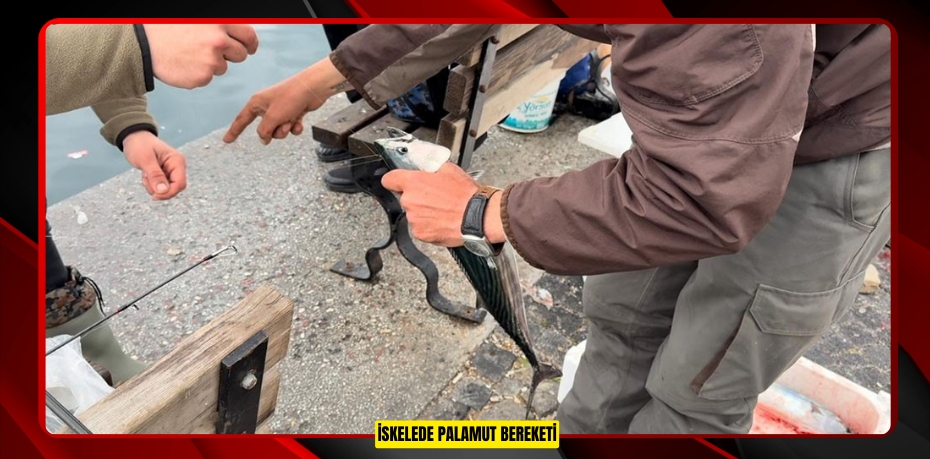 İskelede palamut bereketi