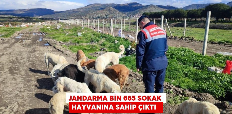Jandarma bin 665 sokak hayvanına sahip çıktı  