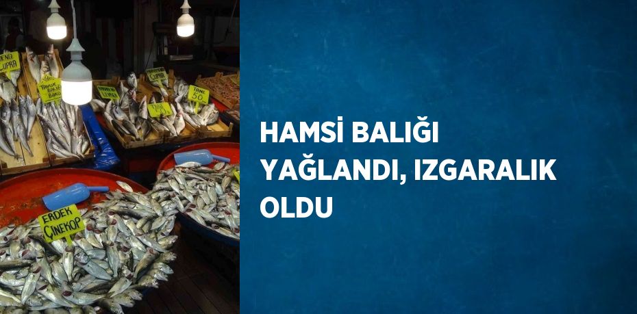 HAMSİ BALIĞI YAĞLANDI, IZGARALIK OLDU