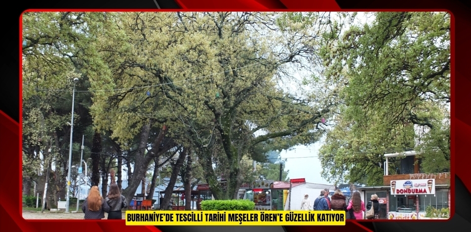 Burhaniye’de tescilli tarihi meşeler Ören’e güzellik katıyor  