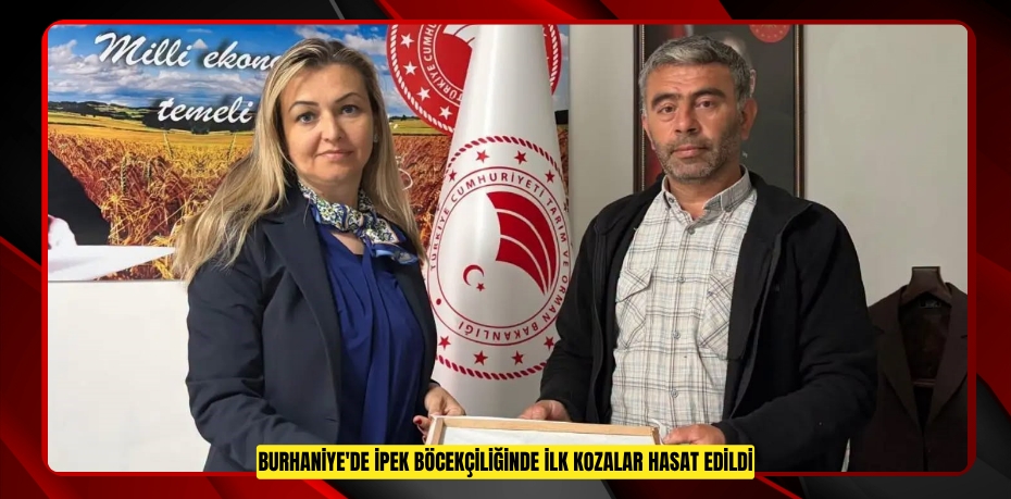 Burhaniye'de ipek böcekçiliğinde ilk kozalar hasat edildi  