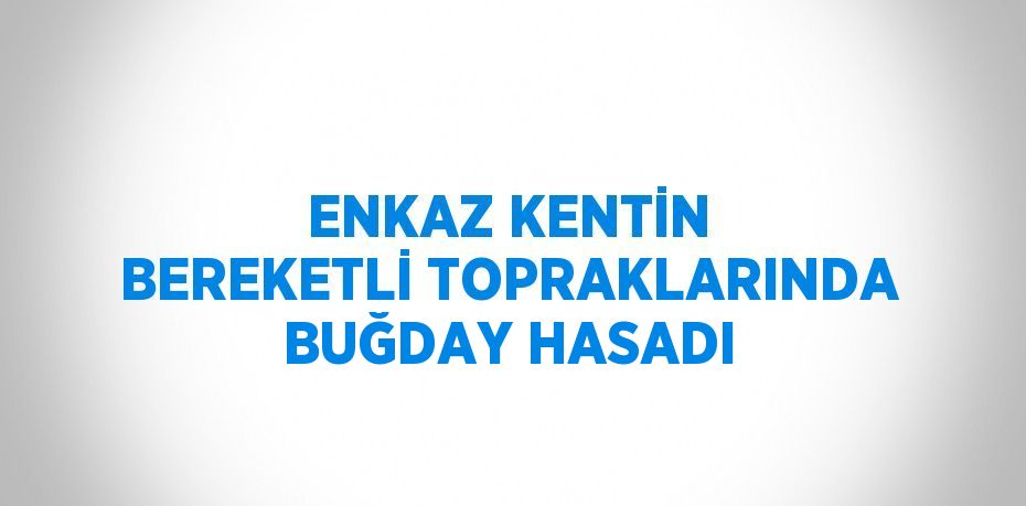 ENKAZ KENTİN BEREKETLİ TOPRAKLARINDA BUĞDAY HASADI