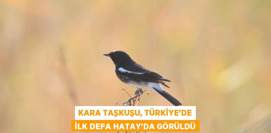 Kara Taşkuşu, Türkiye'de ilk defa Hatay'da görüldü