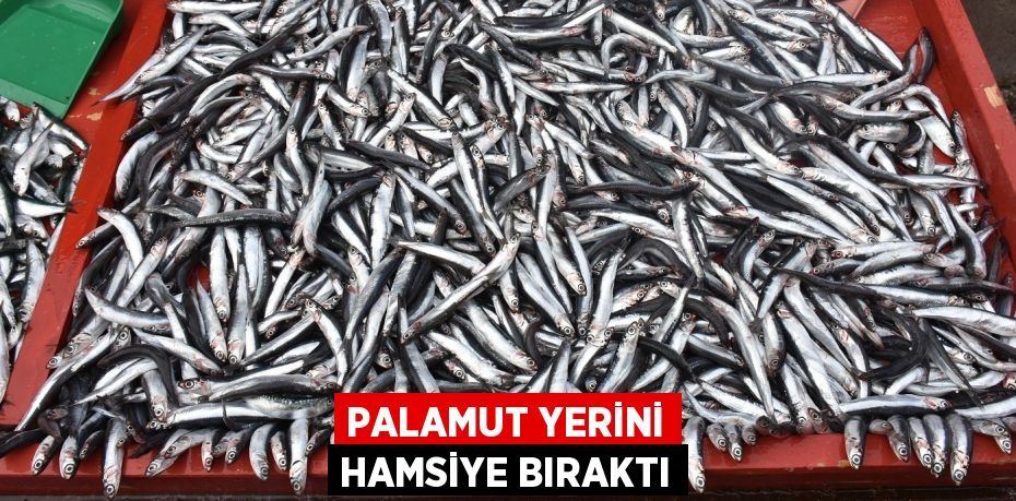 PALAMUT YERİNİ HAMSİYE BIRAKTI