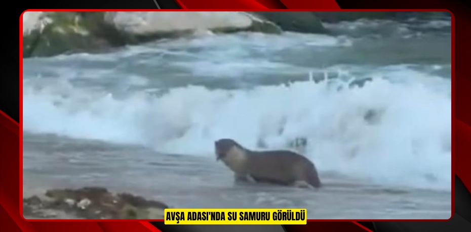 AVŞA ADASI'NDA SU SAMURU GÖRÜLDÜ