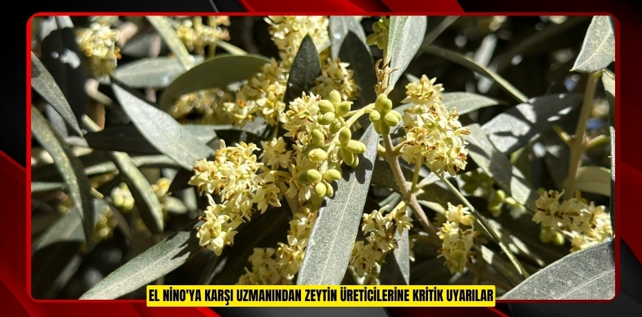 El Nino'ya karşı uzmanından zeytin üreticilerine kritik uyarılar