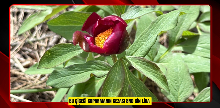 Bu çiçeği koparmanın cezası 840 bin lira 