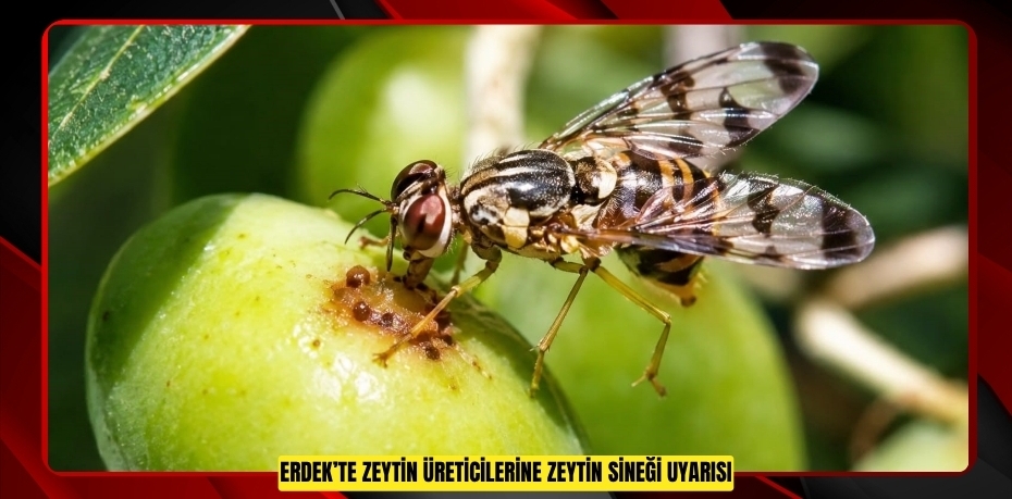 Erdek’te zeytin üreticilerine zeytin sineği uyarısı