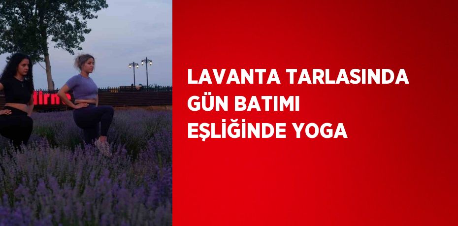 LAVANTA TARLASINDA GÜN BATIMI EŞLİĞİNDE YOGA