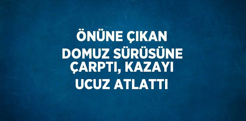 ÖNÜNE ÇIKAN DOMUZ SÜRÜSÜNE ÇARPTI, KAZAYI UCUZ ATLATTI