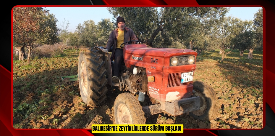 Balıkesir'de zeytinliklerde sürüm başladı  