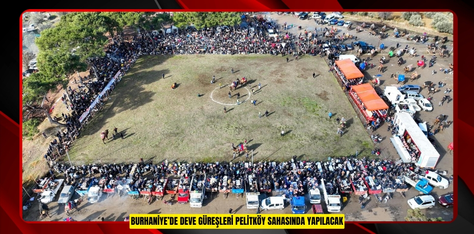 Burhaniye’de deve güreşleri Pelitköy sahasında yapılacak  