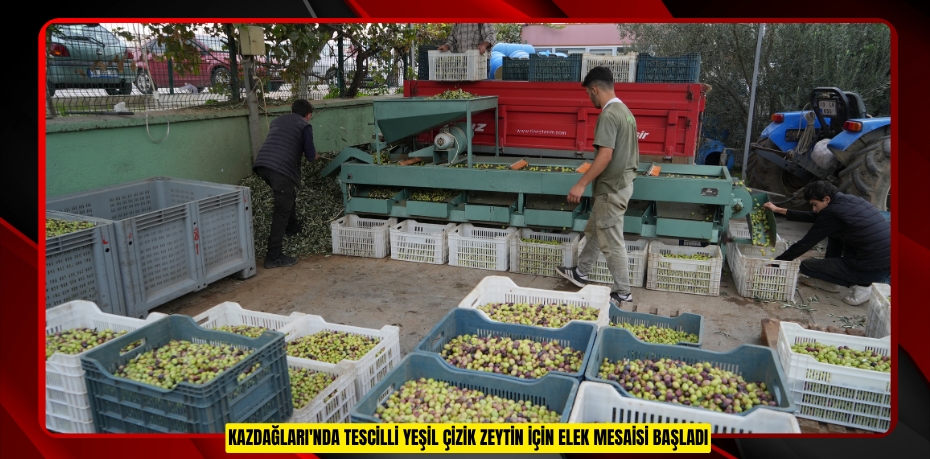 Kazdağları'nda tescilli yeşil çizik zeytin için elek mesaisi başladı