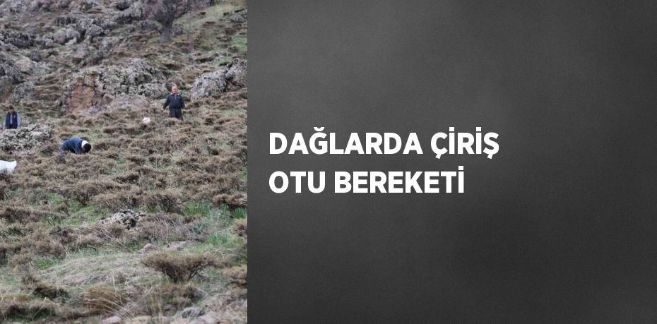 DAĞLARDA ÇİRİŞ OTU BEREKETİ