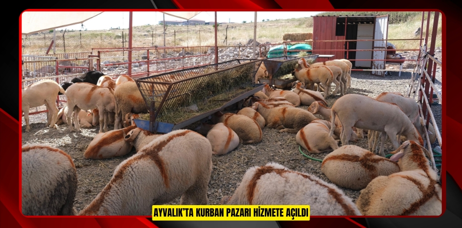 AYVALIK’TA KURBAN PAZARI HİZMETE AÇILDI