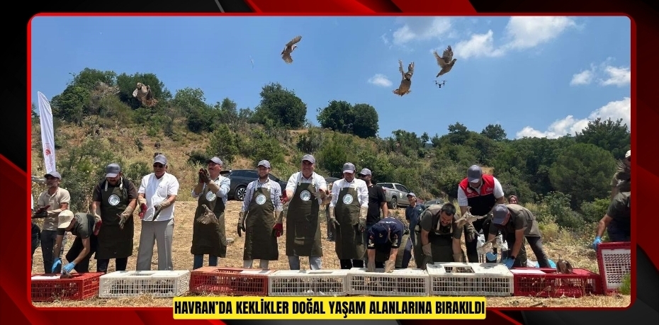 Havran’da keklikler doğal yaşam alanlarına bırakıldı