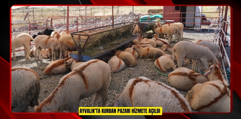Ayvalık'ta kurban pazarı hizmete açıldı