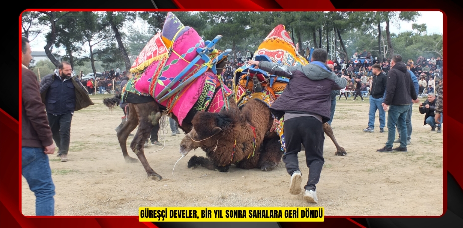 Güreşçi develer, bir yıl sonra sahalara geri döndü