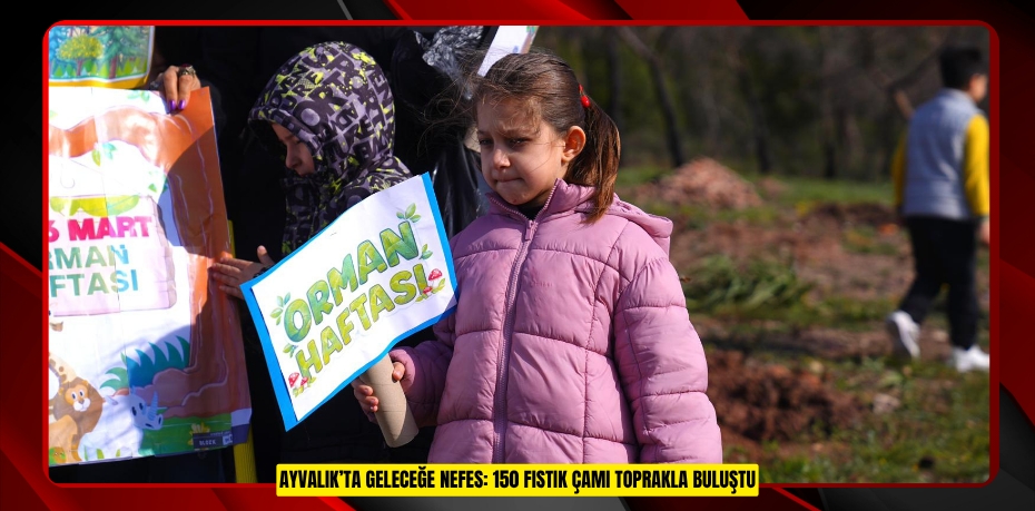 AYVALIK’TA GELECEĞE NEFES: 150 FISTIK ÇAMI TOPRAKLA BULUŞTU