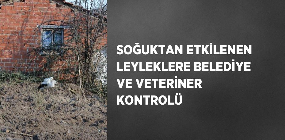 SOĞUKTAN ETKİLENEN LEYLEKLERE BELEDİYE VE VETERİNER KONTROLÜ