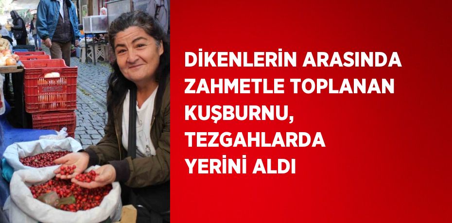 DİKENLERİN ARASINDA ZAHMETLE TOPLANAN KUŞBURNU, TEZGAHLARDA YERİNİ ALDI