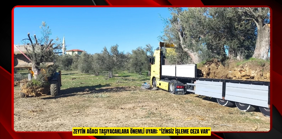 Zeytin ağacı taşıyacaklara önemli uyarı: "İzinsiz işleme ceza var"