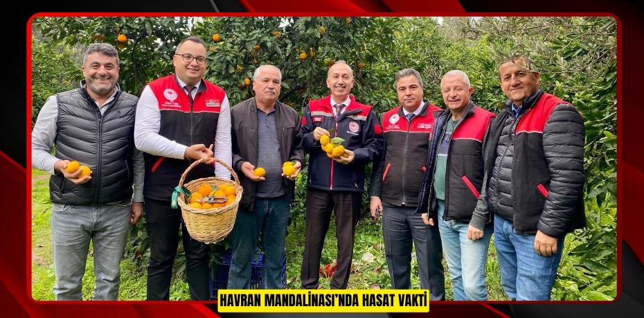 Havran Mandalinası’nda hasat vakti