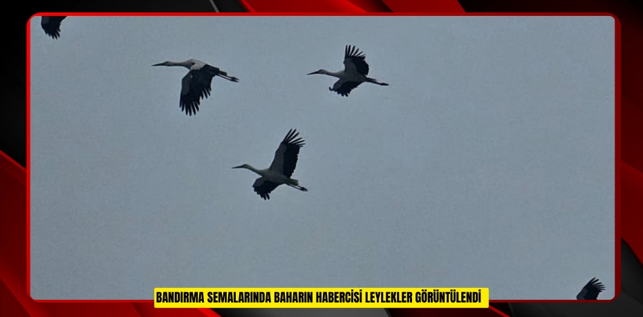 Bandırma semalarında baharın habercisi leylekler görüntülendi  