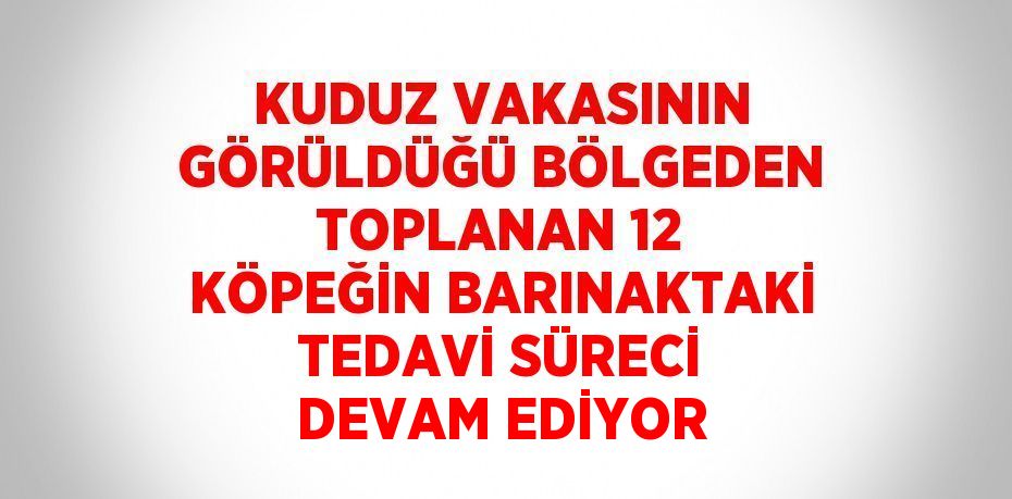 KUDUZ VAKASININ GÖRÜLDÜĞÜ BÖLGEDEN TOPLANAN 12 KÖPEĞİN BARINAKTAKİ TEDAVİ SÜRECİ DEVAM EDİYOR