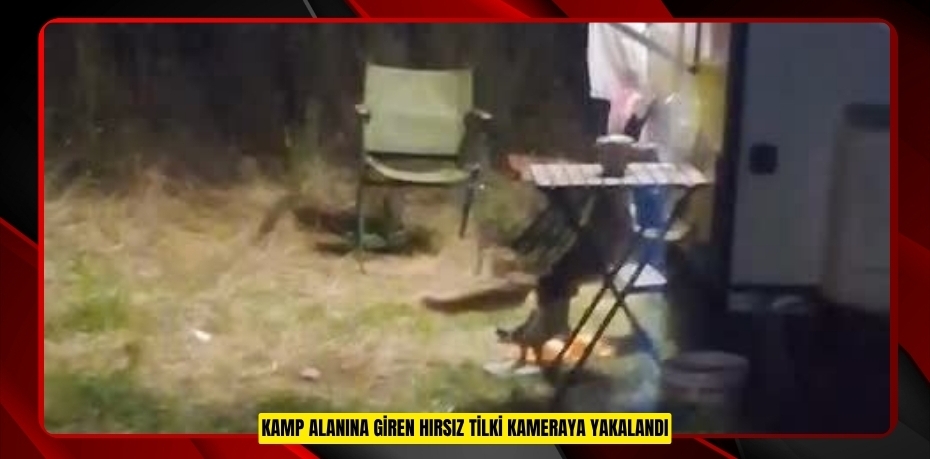 Kamp alanına giren hırsız tilki kameraya yakalandı