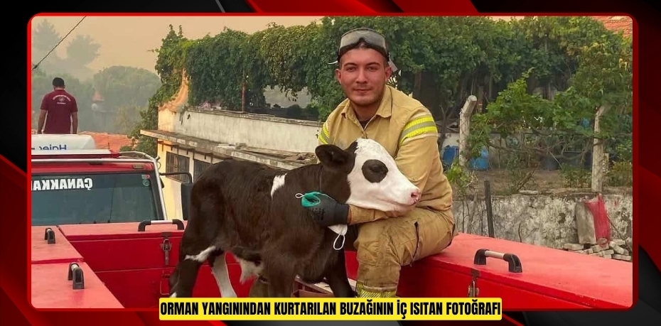 Orman yangınından kurtarılan buzağının iç ısıtan fotoğrafı
