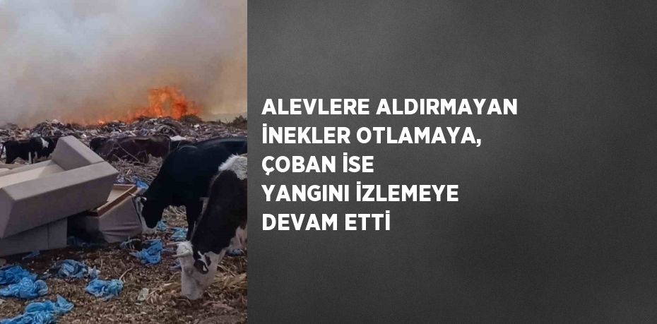 ALEVLERE ALDIRMAYAN İNEKLER OTLAMAYA, ÇOBAN İSE YANGINI İZLEMEYE DEVAM ETTİ