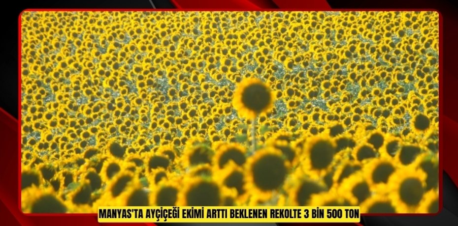 Manyas'ta ayçiçeği ekimi arttı: Beklenen rekolte 3 bin 500 ton