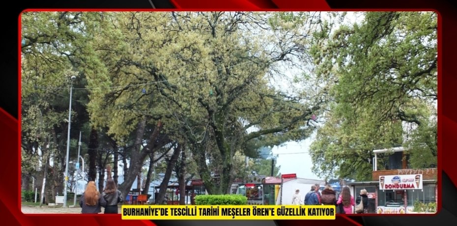 Burhaniye’de tescilli tarihi meşeler Ören’e güzellik katıyor