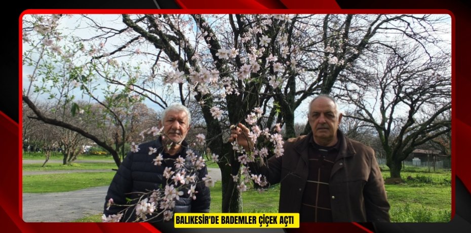 Balıkesir'de bademler çiçek açtı