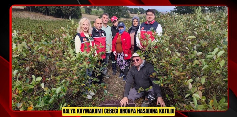 Balya Kaymakamı Cebeci aronya hasadına katıldı