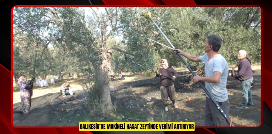 Balıkesir’de makineli hasat zeytinde verimi artırıyor