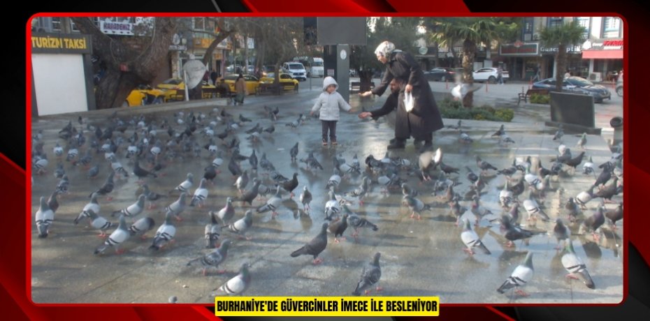 Burhaniye'de güvercinler imece ile besleniyor