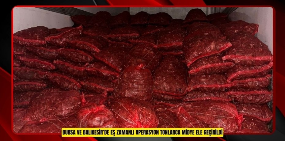 Bursa ve Balıkesir’de eş zamanlı operasyon: Tonlarca midye ele geçirildi