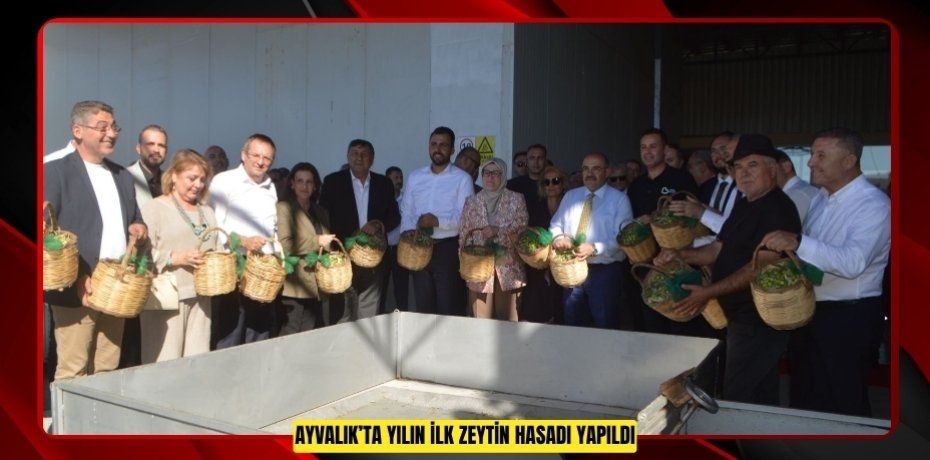 AYVALIK’TA YILIN İLK ZEYTİN HASADI YAPILDI