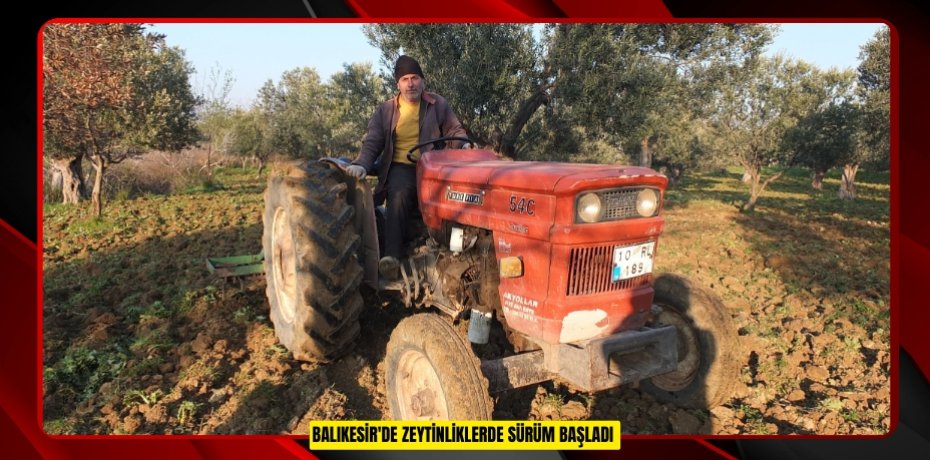 Balıkesir'de zeytinliklerde sürüm başladı
