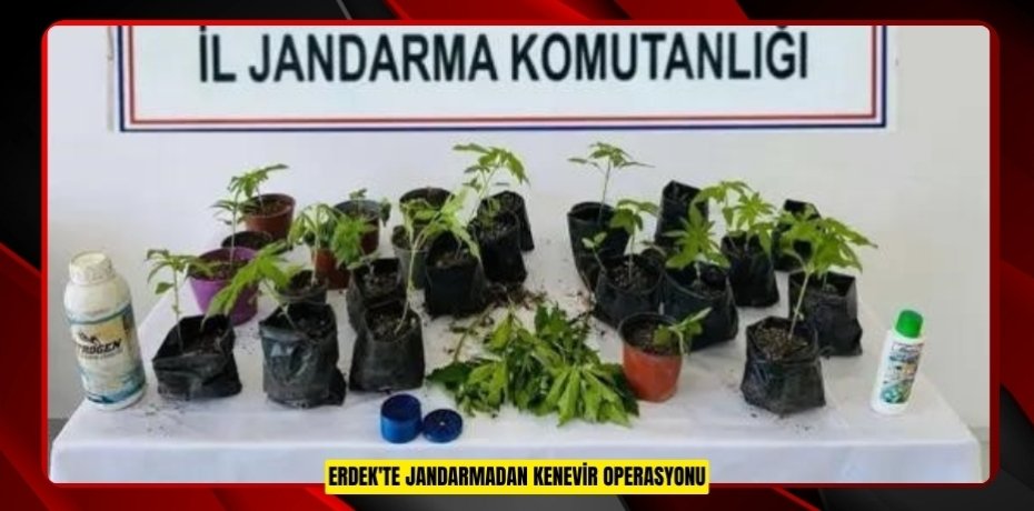 Erdek'te jandarmadan kenevir operasyonu