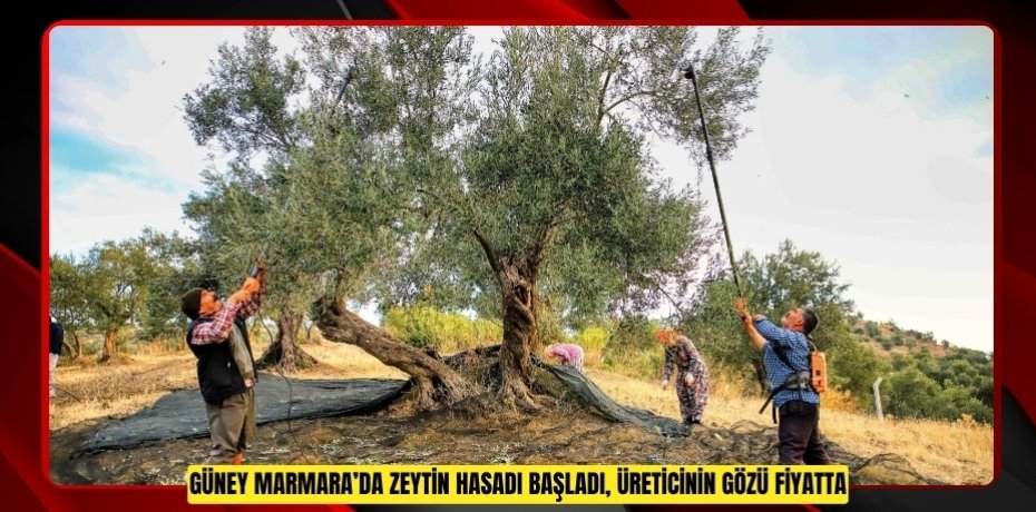 Güney Marmara’da zeytin hasadı başladı, üreticinin gözü fiyatta