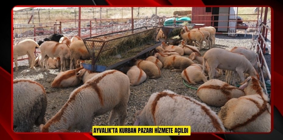 Ayvalık'ta kurban pazarı hizmete açıldı