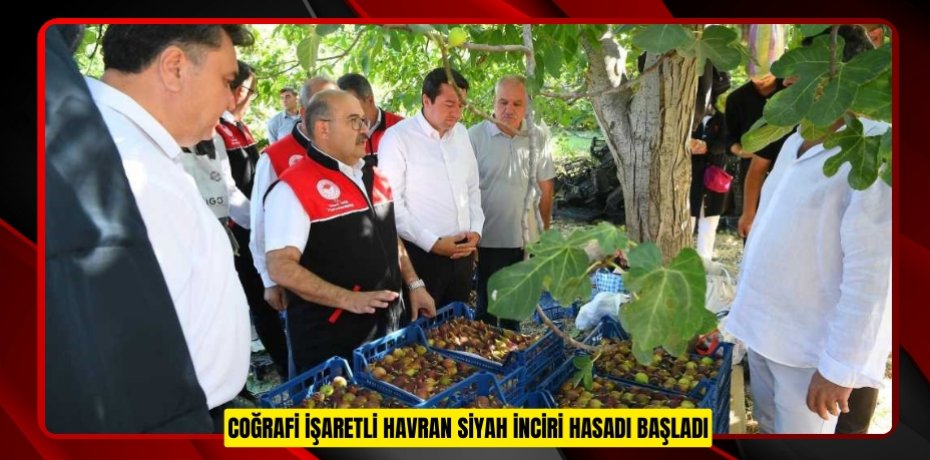 Coğrafi işaretli Havran siyah inciri hasadı başladı Coğrafi işaretli Havran siyah inciri hasadı başladı