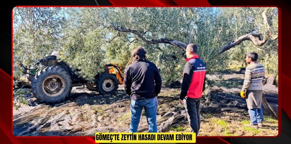 Gömeç'te zeytin hasadı devam ediyor