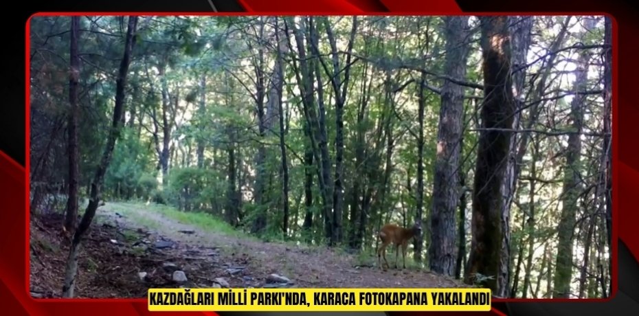 Kazdağları Milli Parkı'nda, Karaca fotokapana yakalandı