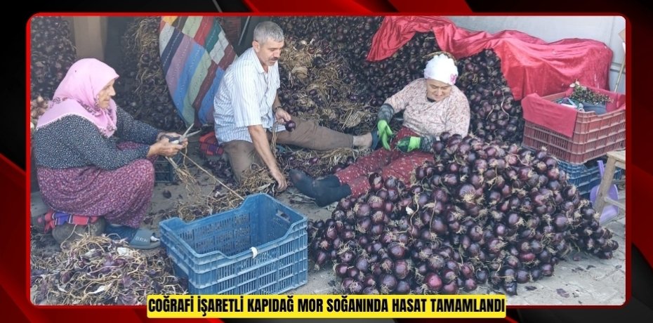 Coğrafi işaretli Kapıdağ mor soğanında hasat tamamlandı