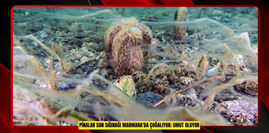 Pinalar son sığınağı Marmara'da çoğalıyor; umut oluyor